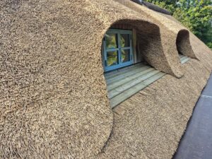 Detalje af en buet kvist med blåt vindue, hvor stråtaget er tækket tæt omkring.